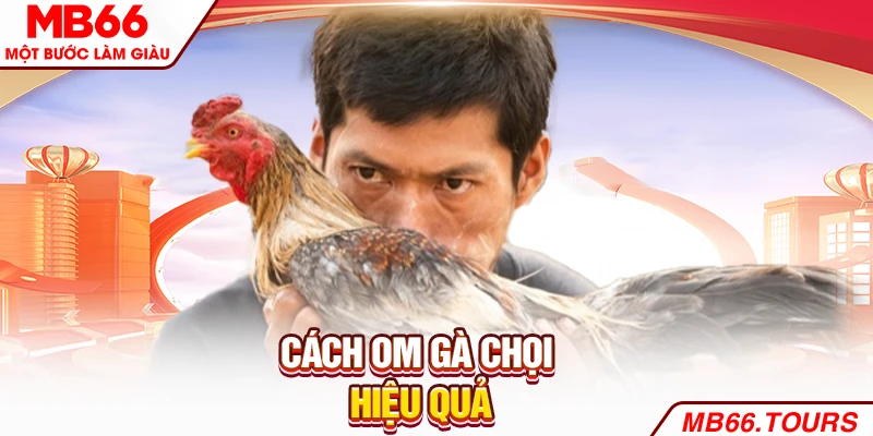 Cách om gà chọi hiệu quả Cách om gà chọi hiệu quả
