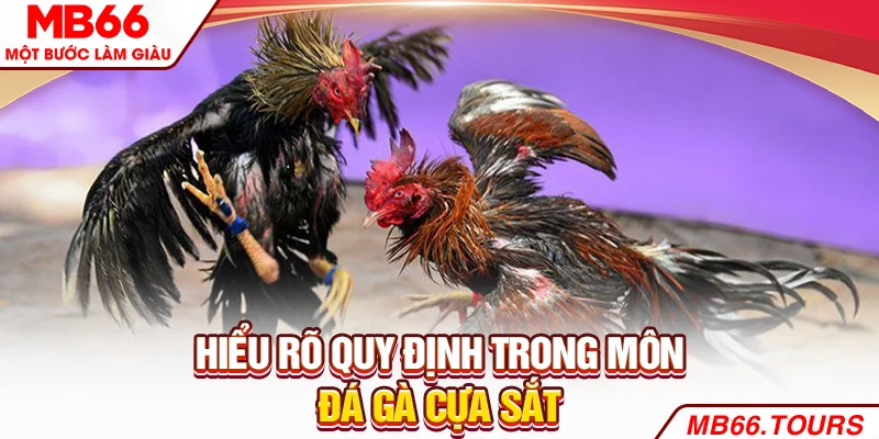 Hiểu rõ quy định trong môn đá gà cựa sắt Hiểu rõ quy định trong môn đá gà cựa sắt