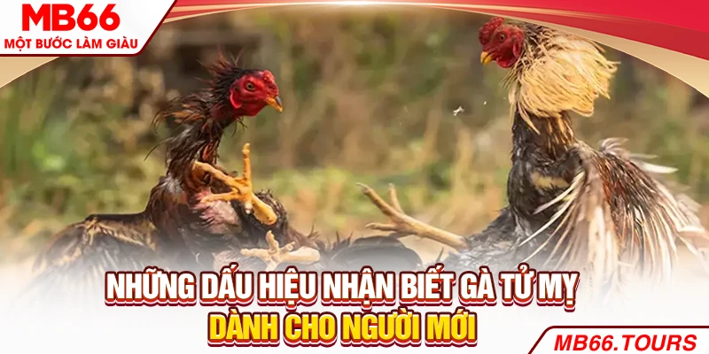 Những dấu hiệu nhận biết gà Tử Mỵ dành cho người mới