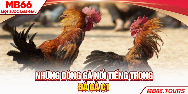 Những dòng gà nổi tiếng trong đá gà C1